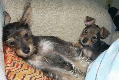 A black with tan and white Miniature Schnaupin mix breed is laying on top of a pillow on top of a tan arm chair. There is a Miniature Schnaupin puppy on its back.