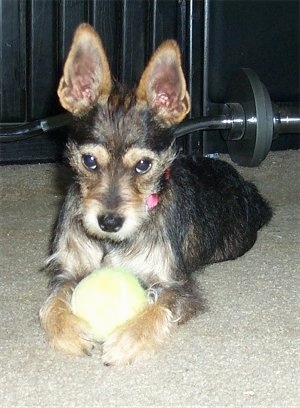 A perk-eared, wiry looking, black and tan Miniature Schnaupin mix breed is laying on a tan carpet with a tennis ball in between its front paws with a weight lifting barbell behind it.