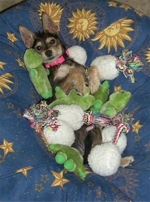 A Miniature Schnaupin mix breed dog is laying on its back on top of a dog blue bed that has yellow suns, and stars on it. There are dog toys all over the dog.