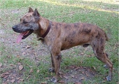 Left Profile - A brown brindle large breed dog standing in patchy grass. Its mouth is open and tongue is out and its ears are cropped to a point.