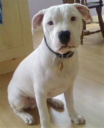 A large, short-haired, rose-eared, white mixed breed dog is sitting on a hardwood floor and looking forward.