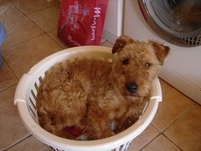 A tan Lakeland Terrier/Irish Terrier mix is laying in a plastic white laundry basket and behind it is a white washing machine.