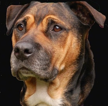 The head of a brown with black Bullmastiff/Rottweiler mix is on a composited black layer and looking forward.