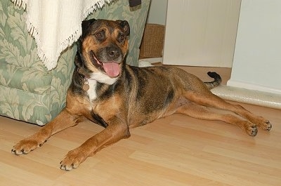 A brown with black Bullmastiff/Rottweiler mix is laying on a hardwood floor leaning on a green floral print chair. Its mouth is open and tongue is out.