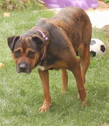Front side view - A brown with black Bullmastiff/Rottweiler mix is walking down a grass. There is a soccer ball behind it.