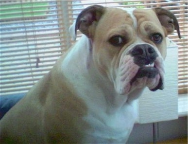 Upper body shot - A tan with white English Bulldog/Olde Tyme Bulldog mix is sitting on a couch and looking forward. It has an underbite and its bottom teeth are showing.