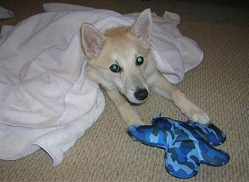 A perk-eared, tan with white Norwegian Buhund dog is laying on a tan carpet and it is covered in a white towel. There is a blue camo pillow plush toy on its front paws.