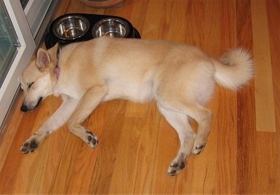 A tan with white Norwegian Buhund dog is sleeping on its right side on a hardwood floor and in front of it is a sliding door and behind it is a food dish.