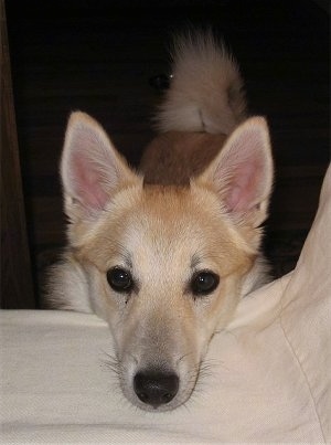 A perk-eared, tan with white Norwegian Buhund is standing on the floor with its head resting on the side of a white bed.