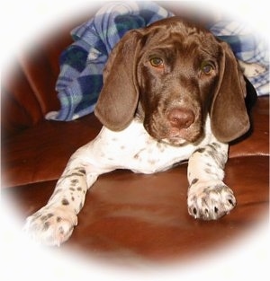 A white with brown Old Danish Chicken Dog puppy is laying on a brown leather couch looking forward. There is a blue and white plaid shirt behind it. The puppy has a wrinkly forehead and brown spots on its white legs and paws.