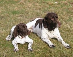 Front view of an adult dog and a puppy laying side by side in grass - A white with brown Old Danish Chicken Dog is laying next to a white with brown Old Danish Chicken dog puppy. They both are looking to the right.