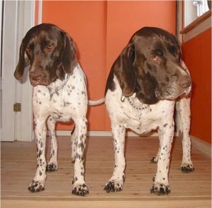 Front view - Two white with brown Old Danish Chicken Dogs are standing on a hardwood floor looking down. There is an orange wall behind them.