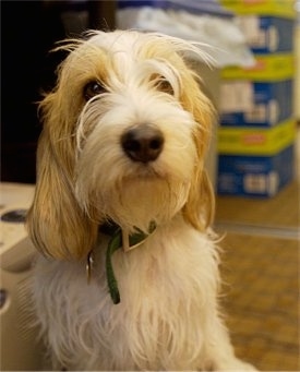 Close up front view upper body shot - A white with tan Petit Basset Griffon Vendeen is sitting on a floor in an office looking forward.