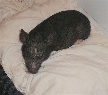 A black with pink Miniature Pig is sleeping on a pillow on top of a bed.