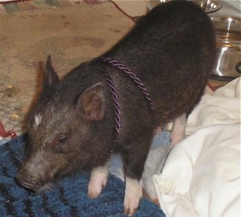 A black with pink Miniature Pig is standing on a rug and it is looking to the left.