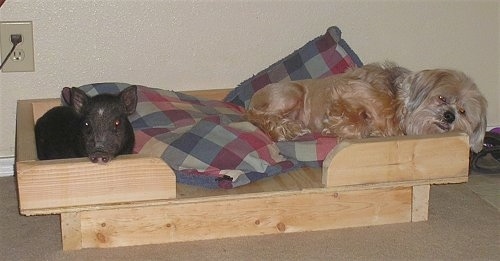 A black with pink Pig is laying in a wooden dog bed across from a tan Lhasa Apso dog.