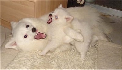 A white German Spitz is laying on a rug and there is a white German Spitz puppy standing on its stomach. Both of there mouths are open as they bite at each other.