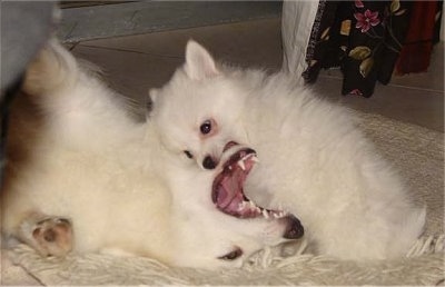 A fluffy white German Spitz puppy is biting the mouth of an adult white German Spitz that is laying on its back on a rug.