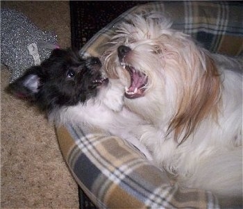 A black with white Pekingese/Terrier mix puppy is laying on its back on a dog bed and a white with tan Pekingese is biting at it. Both of their mouths are open and their teeth are showing.