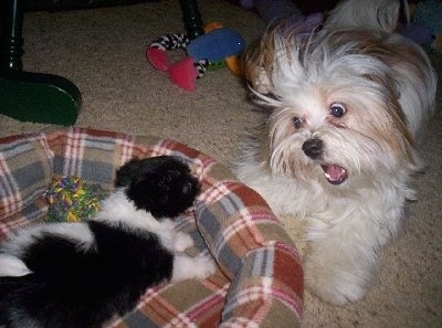 A black with white Pekingese/Terrier mix puppy is laying across a dog bed and there is a wide-eyed white and tan Papastzu barking at it.