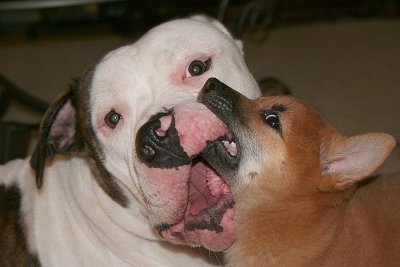 Close up - A red with white Shiba Inu puppy is biting the side of the mouth of a white with brown American Bulldog.