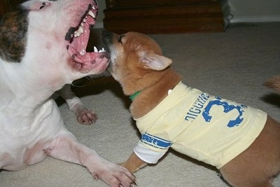 Close up - A red with white Shiba Inu puppy is wearing a yellow and blue tee shirt and it is biting the mouth of a white with brown American Bulldog who has its mouth wide open.