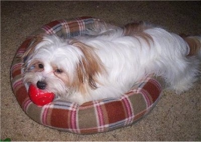 A white with red longhaired Papastzu dog is laying in a plaid red dog bed biting a red ball looking to the left.