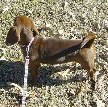 Top down side view of a brown with black and white Peagle puppy standing in grass looking to the right. Its tail is curled up over its back.