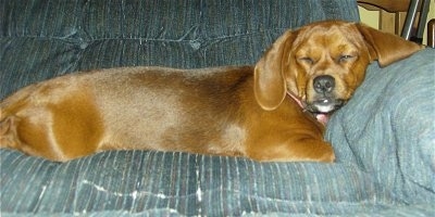 Right Profile - A brown with black and white Peagle dog is sleeping on a recliner and its head is on top of the recliners arm.