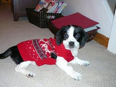 Side view - a black and white Peagle puppy is laying on a tan carpet wearing a Christmas Sweater looking at the camera.