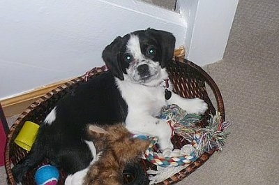 A black and white Peagle puppy is laying in a brown wicker basket full of dog toys with its back against the side leaning back and looking up.