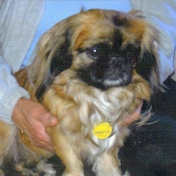 Close up front side view - A long haired tan with white and black Peke-A-Poo is sitting on a persons lap looking to the right.