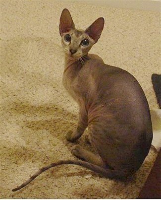 Kiwi the Peterbald Cats is sitting on a tan carpet and looking up to the camera holder with its big full round eyes