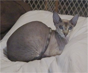 Kiwi the Peterbald is laying on a pillow in a pen and looking at the camera holder with its big eyes