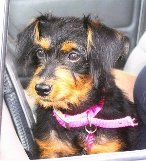 Close up front view - A scruffy looking, black with tan Pinny-Poo puppy is wearing a hot pink collar sitting in the back of a vehicle looking to the left.