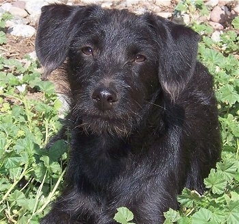 Close up front view - A shiny-coated, wiry looking black Pinny Poo dog is laying on grass and it is looking up and forward. Its head is slightly tilted to the right.