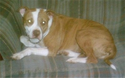 The left side of a brown with white American Pit Bull Terrier that is laying on a couch and it is looking forward.