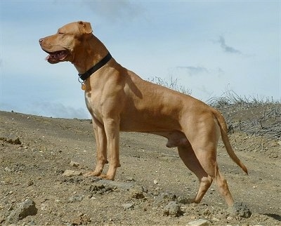 Left Profile - A tan American Pitbull Terrier is standing up a dirt hill and it is looking to the left. Its mouth is open and its tongue is out and its tail is hanging down low.