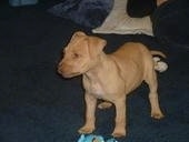 A brown Pit Bull Terrier Puppy is standing on a carpet and there are toys in front of it.