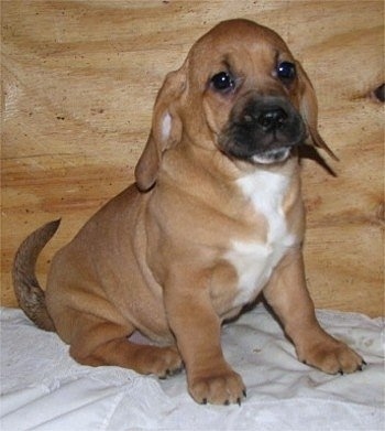 Front side view - A tan with white and black Plica puppy is sitting on a bed and it is looking to the right. There is a wooden board behind the puppy.