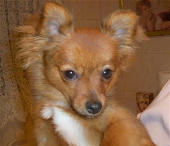 Close up head and upper body shot - A fringe perk-eared, red with white Pom-Silk puppy is being held up in the hands of a person inside of a bathroom. It is looking forward and its head is tilted down.