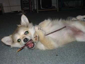 Close up side view - A furry perk eared, tan with white Pomchi puppy is laying on its right side and it is biting a stick inside a house on a carpet.