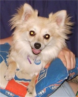 Close up front view - A fringed, perk eared tan with white Pomchi dog is laying on a blue red and white pillow that is in a persons lap.