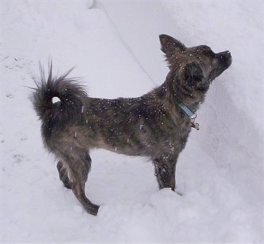 Right Profile - The right side of a black with tan and white Pomston dog standing in snow looking up and to the right.
