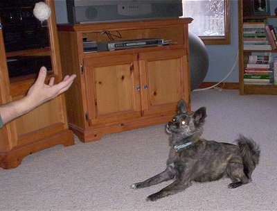 Side view - A perk-eared, black with tan and white Pomston dog is looking at a white ball that a person is throwing in the air for it to catch. There is a wooden entertainment stand with a tV on it and a very large gray exercise ball across the room.