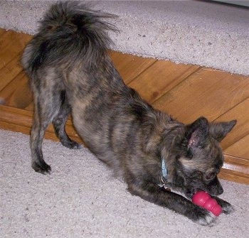 The right side of a perk-eared black with tan and white Pomston dog kneeling on a tan carpet biting at a red toy that is between its front paws.
