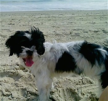 Close up side view - A black and white Poochin is standing across a sandy beach and it is looking forward. Its mouth is open and tongue is out. There is a large body of water in the distance.