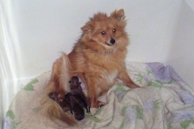 Front view - A fluffy, tan with white Poshies dog is sitting on a blanket in a whelping box on top of a white, green and purple blanket feeding her litter of puppies