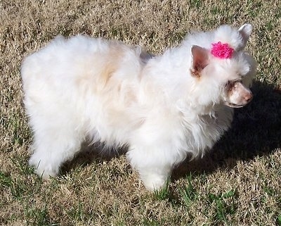Right Profile - Precious the Chinese Crested Powder Puff is standing outside in grass with a pink ribbon in its hair