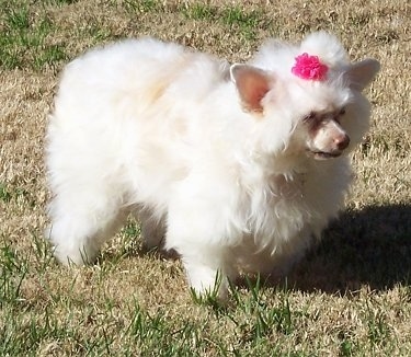 Precious the Chinese Crested Powder Puff is standing in brown grass with a pink ribbon in its hair